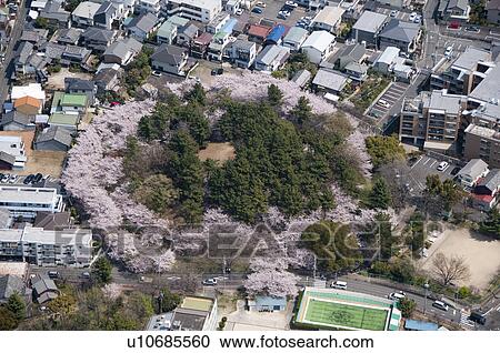 Stock Image - Cherry Blossom Trees Circuling Park. Fotosearch