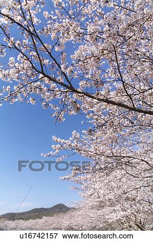 Cherry Blossom Trees View Large Photo Image Stock Photo - Cherry Blossom Trees. Fotosearch