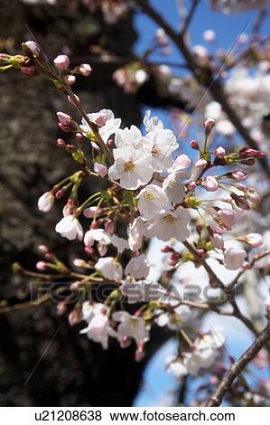 Stock Photo - Cherry Blossoms at Shukugawa Park. Fotosearch