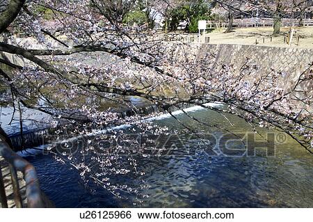 Cherry Blossoms at Shukugawa Park View Large Photo Image Stock Photograph - Cherry Blossoms at Shukugawa Park. Fotosearch