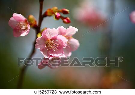 Stock Image - Cherry blossoms in winter. Fotosearch