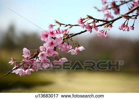 Stock Photo - Cherry blossoms. Fotosearch