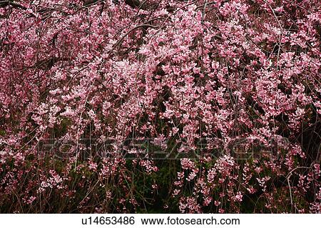 Cherry blossoms View Large Photo Image Stock Photograph - Cherry blossoms. Fotosearch