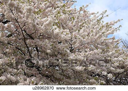Stock Image - Cherry blossoms, Tokyo Prefecture, Honshu, Japan. Fotosearch
