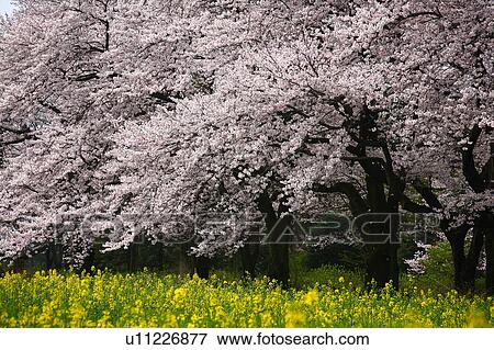 Stock Photo - Cherry blossoms, Tokyo Prefecture, Honshu, Japan. Fotosearch