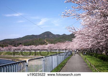 Cherry Trees Along Mukogawa View Large Photo Image Stock Image - Cherry Trees Along Mukogawa. Fotosearch