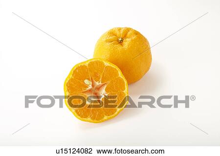 Chinese Honey Orange View Large Photo Image Stock Image - Chinese Honey Orange. Fotosearch