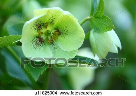 Picture - Christmas rose (Helleborus niger). Fotosearch