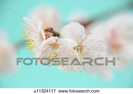 Close-up of plum blossoms View Large Photo Image Stock Photo - Close-up of plum blossoms. Fotosearch