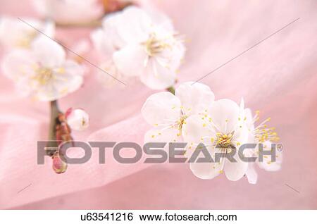 Close-up of plum blossoms View Large Photo Image Stock Photograph - Close-up of plum blossoms. Fotosearch