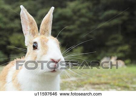 Stock Photograph - Close Up of Rabbit. Fotosearch
