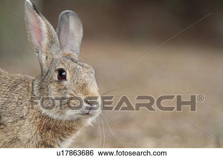Close Up of Rabbit View Large Photo Image Stock Photograph - Close Up of Rabbit. Fotosearch