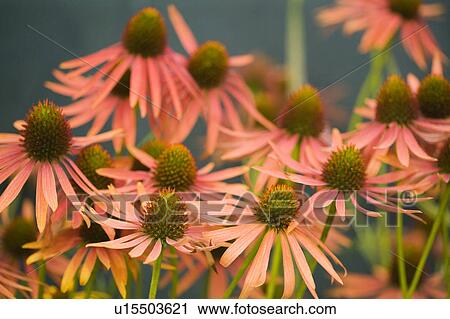 Stock Image - Coneflowers. Fotosearch