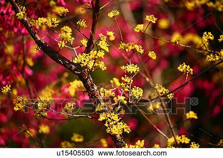 Stock Image - Cornus officinalis. Fotosearch