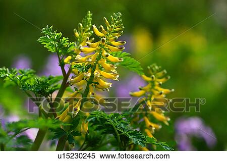 Corydalis hondoensis Ohwi View Large Photo Image Stock Photography - Corydalis hondoensis Ohwi. Fotosearch
