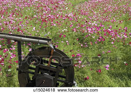 Stock Photo - Cosmos Flower Field and Wooden Watermill. Fotosearch