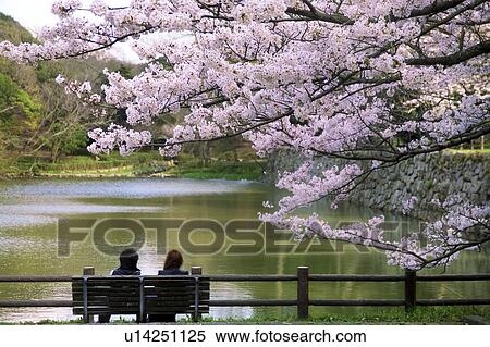 Couple Sitting in Akaashi Park Under Cherry Blossom Tree View Large Photo Image Stock Photography - Couple Sitting in Akaashi Park Under Cherry Blossom Tree. Fotosearch