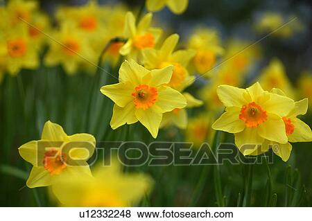 Daffodils View Large Photo Image Stock Photo - Daffodils. Fotosearch