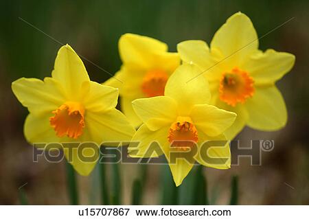 Stock Photo - Daffodils. Fotosearch