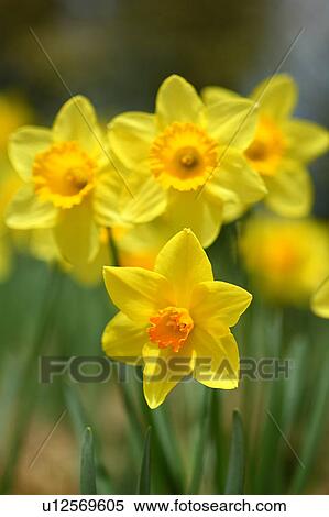 Daffodils View Large Photo Image Stock Photography - Daffodils. Fotosearch
