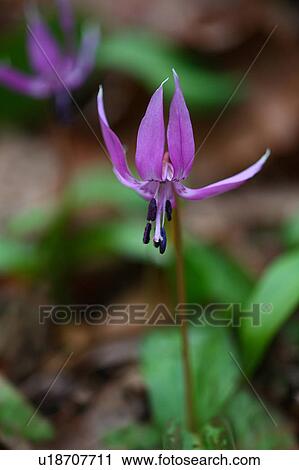 Stock Image - Dogtooth Violet (Erythronium japonicum Decne. ). Fotosearch