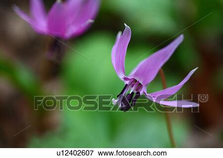 Stock Photo - Dogtooth Violet (Erythronium japonicum Decne. ). Fotosearch