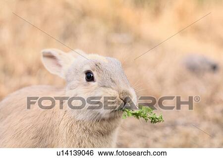 European Rabbit Eating Lettuce View Large Photo Image Stock Photograph - European Rabbit Eating Lettuce. Fotosearch
