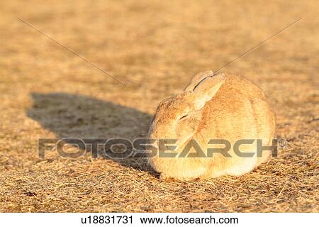 European Rabbit in Sunshine View Large Photo Image Stock Image - European Rabbit in Sunshine. Fotosearch