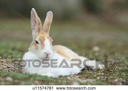 Stock Image - European Rabbit Lying on Ground. Fotosearch