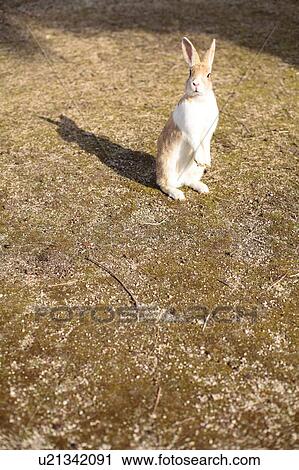 Stock Image - European Rabbit on Rear Legs. Fotosearch