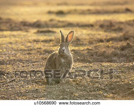 Stock Image - European Rabbit. Fotosearch