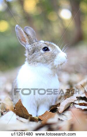 European Rabbit View Large Photo Image Stock Image - European Rabbit. Fotosearch