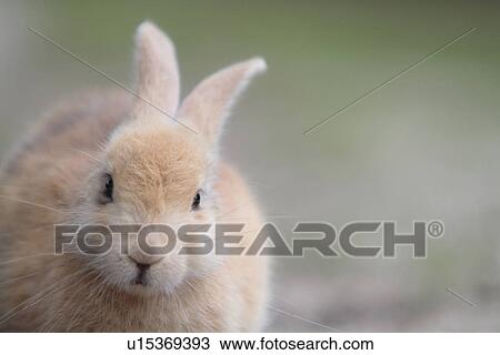 European Rabbit View Large Photo Image Stock Image - European Rabbit. Fotosearch