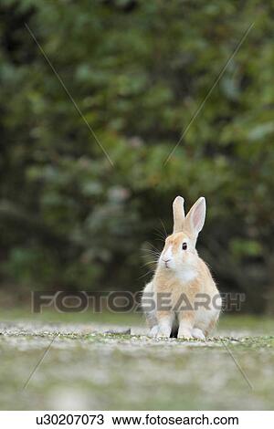 European Rabbit View Large Photo Image Stock Image - European Rabbit. Fotosearch