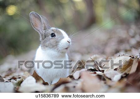 Stock Photo - European Rabbit. Fotosearch
