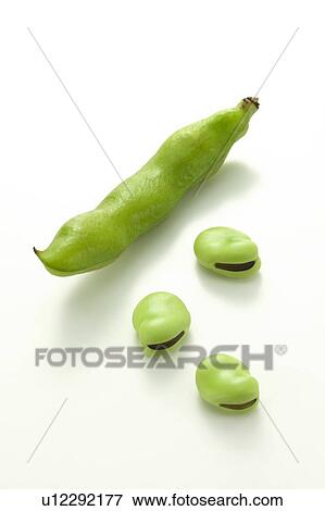 Fava beans View Large Photo Image Stock Photo - Fava beans. Fotosearch