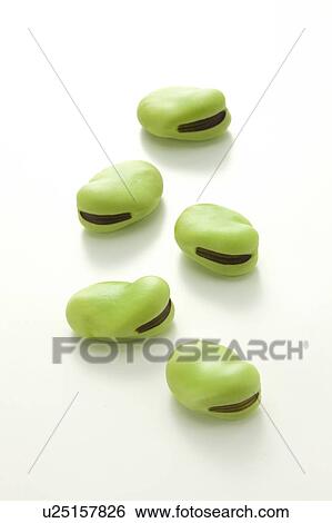 Stock Photograph - Fava beans. Fotosearch