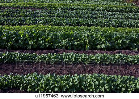 Fields of Potherb Mustard, Broad-leaved Mustard, and Spinach View Large Photo Image Stock Image - Fields of Potherb Mustard, Broad-leaved Mustard, and Spinach. Fotosearch