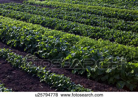 Fields of Potherb Mustard, Broad-leaved Mustard, and Spinach View Large Photo Image Stock Photo - Fields of Potherb Mustard, Broad-leaved Mustard, and Spinach. Fotosearch