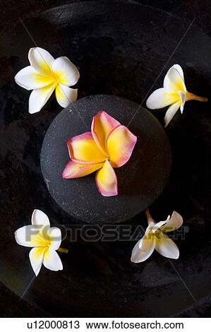 Flowers on Black Stone View Large Photo Image Stock Image - Flowers on Black Stone. Fotosearch