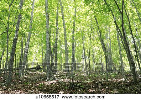 Forest, Tokyo Prefecture, Honshu, Japan View Large Photo Image Stock Photo - Forest, Tokyo Prefecture, Honshu, Japan. Fotosearch