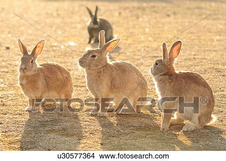 Picture - Four Rabbits. Fotosearch
