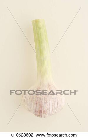 Garlic View Large Photo Image Stock Image - Garlic. Fotosearch