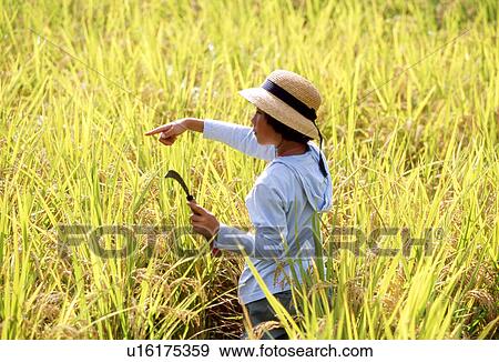 Stock Photo - Girl Harvesting Rice. Fotosearch