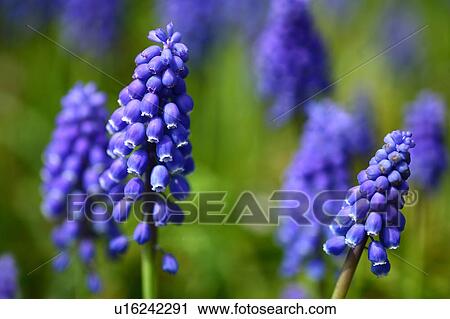 Stock Image - Grape hyacinth (Muscari latifolium). Fotosearch