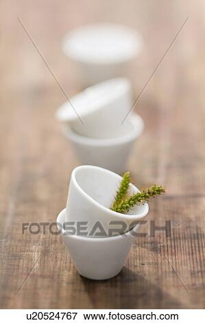 Green foxtail View Large Photo Image Stock Photo - Green foxtail. Fotosearch