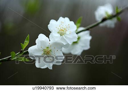 Stock Image - Hana peach (Prunus persica). Fotosearch