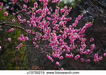 Stock Photography - Hana peach (Prunus persica). Fotosearch
