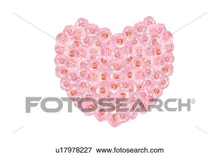 Heart shaped camellia View Large Photo Image Stock Photo - Heart shaped camellia . Fotosearch