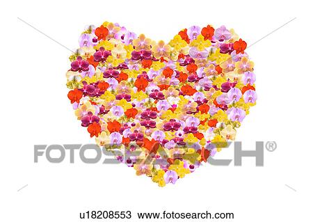 Stock Image - Heart shaped orchids. Fotosearch